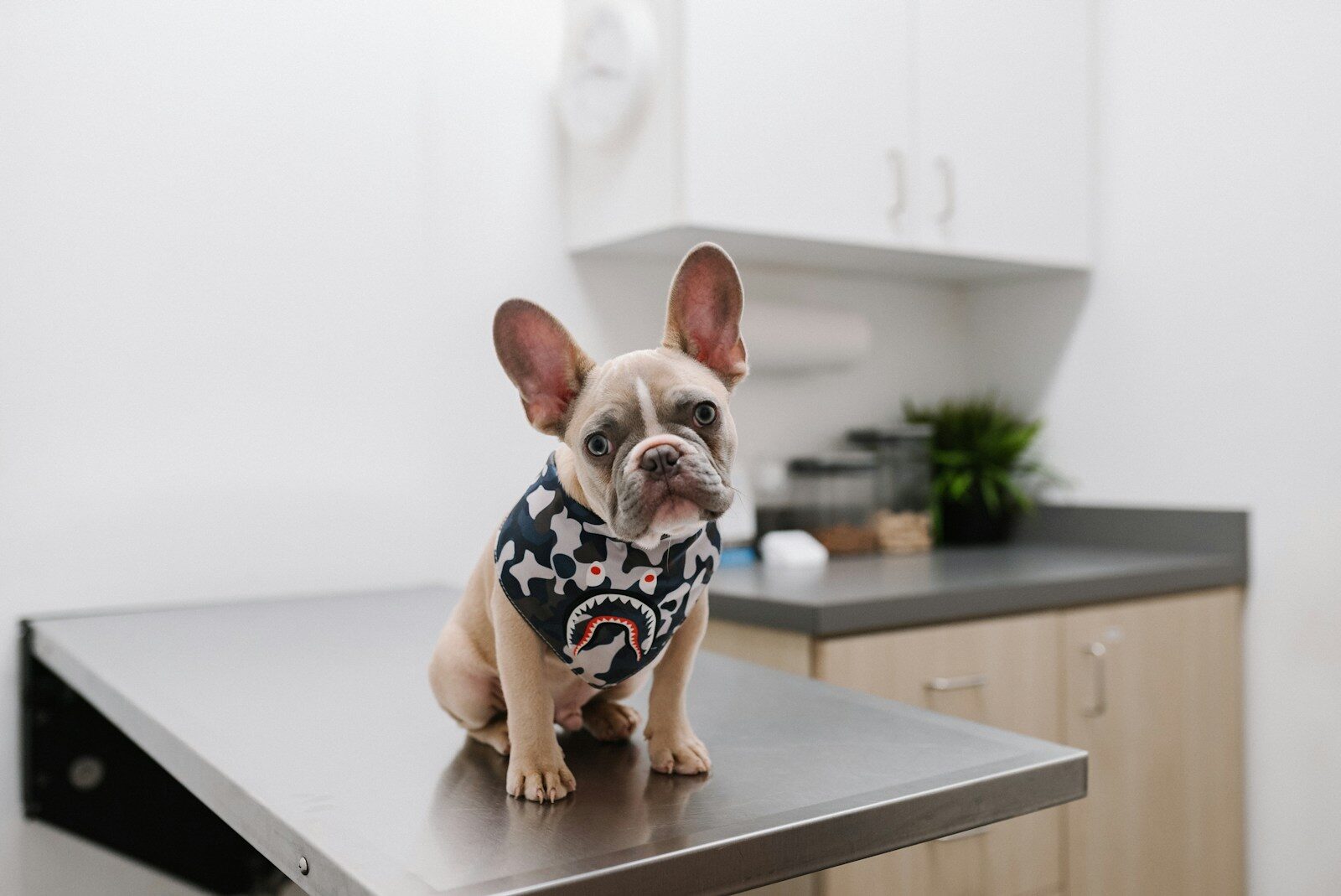 Business Interruption Insurance for Vet Clinics: Why It’s Worth It